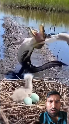 Brave Mother Bird DESTROYS Alligator to Save Her Baby! | Incredible Animal Defense#shorts#shortsfeed
