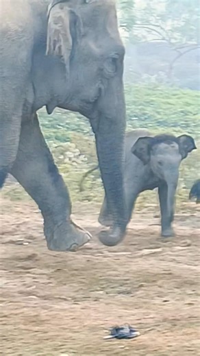 Elephant with small Baby #shorts #funny #