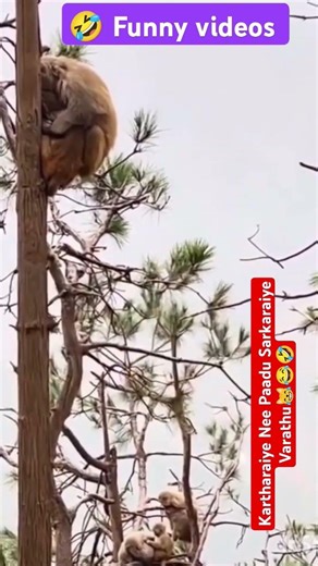 Kartharaiye Nee Paadu Sarkaraiye Varathu😹😂🤣 #funny #comedy 🤣😂😹