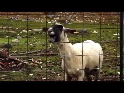Screaming Sheep ft. Taylor Swift - I Knew You Were Trouble