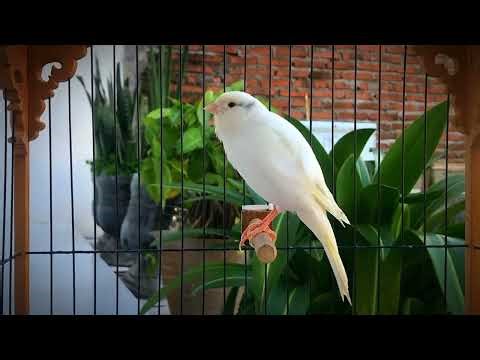 Belgian Canary Calls All The Canaries to Sing‼️ The Best Canary Training🐦