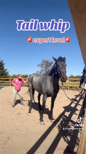 DANCE MOVES FOR TRAINING YOUR MUSTANG! Because who said desensitizing has to be boring? 🤪 Which move is your favorite? | Camille's Mustangs