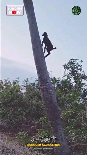 GOAT Climbing a Palm Tree😳