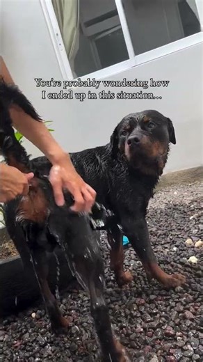 This is how 🙈🙈🙈#rottweiler dogs #rottweiler #funny