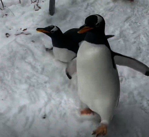 Penguins filmed adorably flapping in the snow at Pittsburgh Zoo