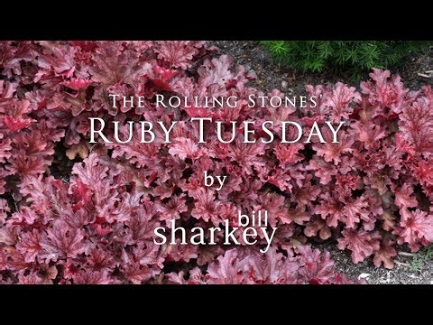 Ruby Tuesday - The Rolling Stones (cover-live by Bill Sharkey)
