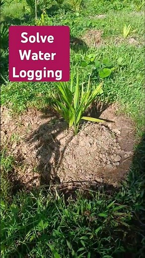 Solving Water Logging Issues in Plants | GrowPro