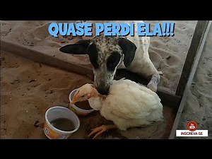 Chickens with weak legs, there is a solution!! (Weak Legs) 🐔🐓🙏