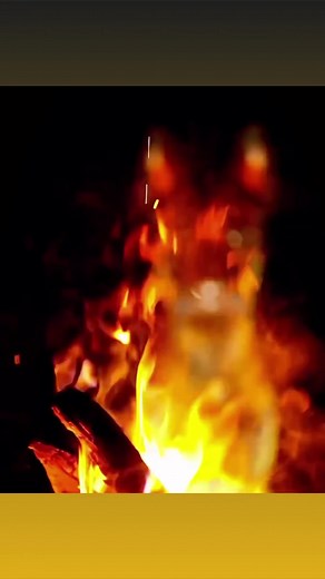 DOGS! | Working Dog Magazine