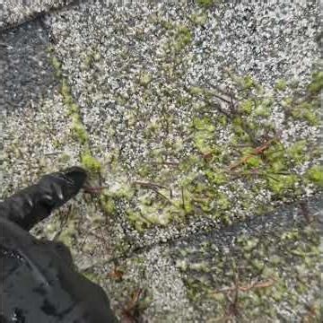 What Roof Soft Washing Looks Like for Moss Removal
