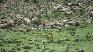 Przewalski's horses in real natural habitat environment in the mountains of Mongolia.Equus Ferus takhi dzungarian Przewalski Mongolian wild horse wildlife animal hoofed mustang brumby feral tarpan dun