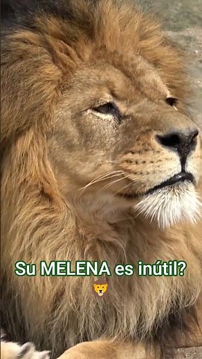Why lions need that mane to survive #wildlife #lions