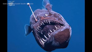 2.9M views · 41K reactions | RARE SIGHTING: A deep-sea anglerfish known as the "black demon" was recently captured on video for the first time. STORY: https://bit.ly/4hThKsn | WFLA News Channel 8 | Facebook