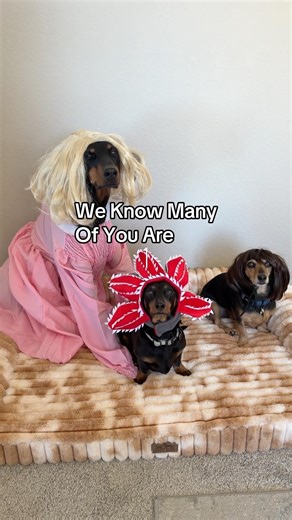 Dogs View On Stranger Things! #strangerthings #dogs