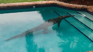 Crocodiles make comeback in Florida