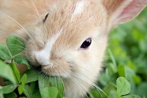 Guide to game: Rabbit and hare