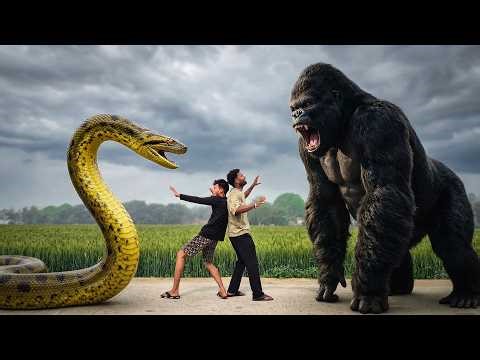 Giant Anaconda vs King Kong | The Complete Short Film Compilation