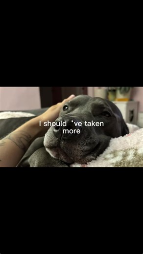 Emotional Tribute to My Soul Dog: A Song of Remembrance