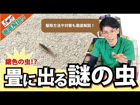 [Tatami insects] Let's explain about silverfish!