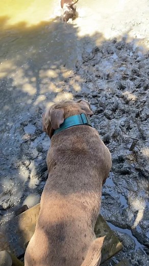 Throwback to Puppy Tuktuk's Funny Moments in the Mud