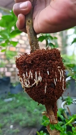 The process of asexual reproduction in plants！#Air layering #Gardening techniques #ASMR #Shorts