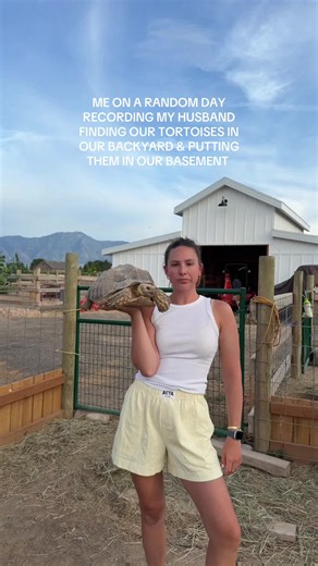 Who’s been here since the beginning?? #tortoises #putaway #sulcata | tortoise
