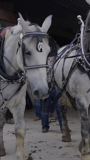 “The Art of Harnessing and Hooking Draft Horses & Mules “ #harnessup #drafthorses #mules