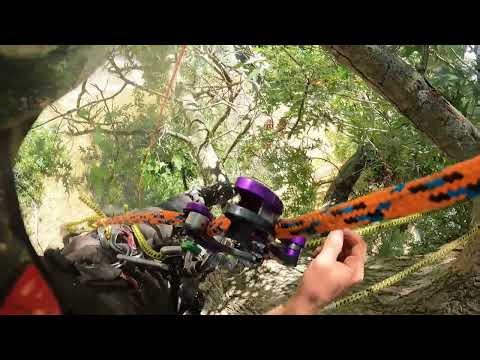 trimmed up a pin oak tree