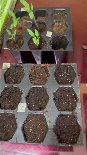 When To Remove Humidity Domes