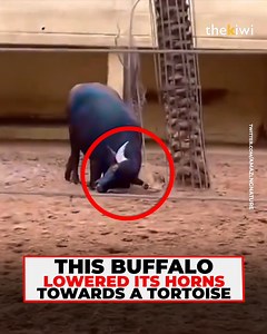 People were screaming in front of a buffalo. And they could imagine what was coming. The tortoise was upside down. And the animal was already lowering its horns. | The Kiwi