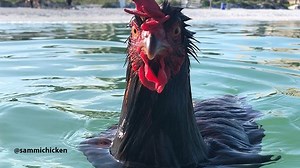 Chicken of the sea? Hen takes a dip at Indian Rocks Beach