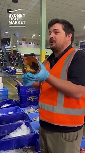 9.1K views · 216 reactions | We tagged along on one of Alex's tours and learnt all about the Bailer Shell... Have you ever eaten one before? | Sydney Fish Market | Facebook