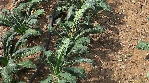 How to set up a Soaker Hose