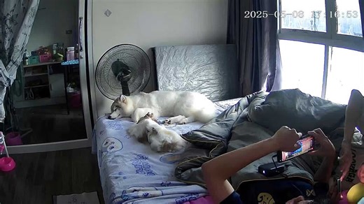 Siberian Husky falls off bed while relaxing with owners