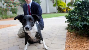 SWFL Airport dog Aero's job is for the birds