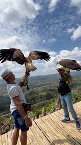 Officers released a pair of white-breasted sea eagles into the wild #animals #wildlife #explore #fyp #Real | Garasi Aquarium Waru