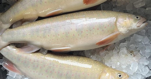 From farm to fork: Arctic char in the Netherlands