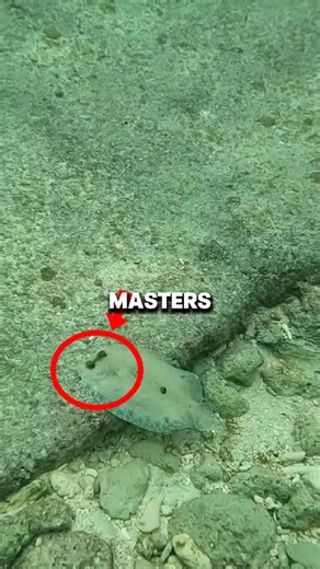 The Nastiest Camouflage in Nature