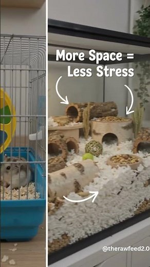 STOP Buying the Wrong Cage! (Hamster Size Guide) | @therafeed2.0