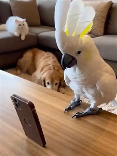 Mr. Parrot Talks Live with His Followers