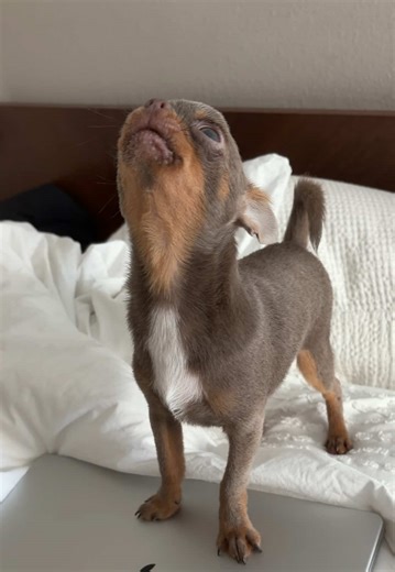 Bluey Blocks Mom from Working on Laptop