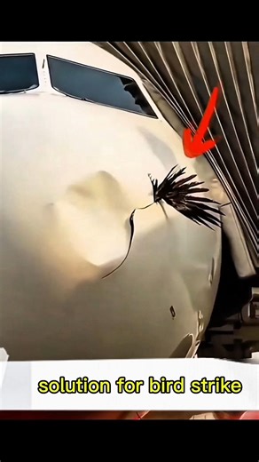 Jahaz Engine vs Chidiya – Bird Strike ka Sach! Kyu Birds Bante Hain Planes ke Biggest Enemies?