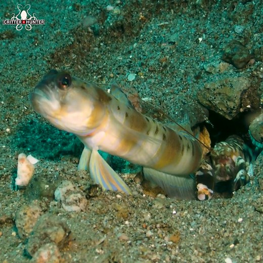 For years, the symbiotic relationship between shrimpgobies (or prawngobies) and alpheid shrimps, cohabiting in shared burrows, has fascinated researchers. The visually impaired shrimp diligently constructs and upkeeps the burrow, relying on the watchful goby, with its keen eyesight, as a vigilant sentry. The shrimp spends much of the daylight hours "bulldozing" sand or rubble from the burrow. The goby, attuned to potential threats, signals danger through quivering or may obstruct the shrimp's ex