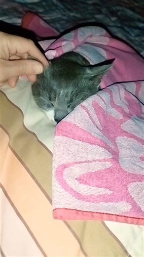 Grrr!!!! 🤣🤣 #shortvideo #catlove #catvideos #catasmr #catlife #catlovers #catworld #cat #kittens