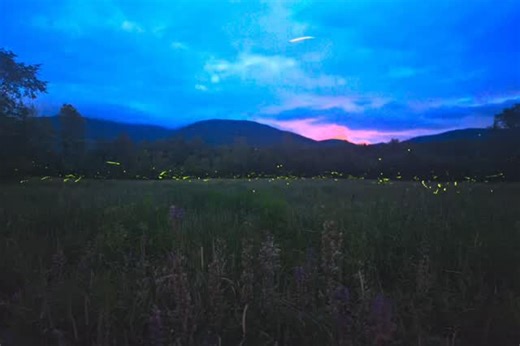 One of my favorite things I tried in 2025 was chasing fireflies. It was a warm, humid summer night when I found this field already alive with them. As darkness settled in, they slowly filled the scene, blinking in and out at their own pace. This timelapse was created from 255 photos over 2 hours and 19 minutes — and probably 255 mosquito bites. 📍 White Mountains, New Hampshire 📅 July 1–2, 2025 – 9:46 PM to 12:05 AM 📷 SONY A7 IV @Sonyalpha ⚙️ 30 sec | f/1.4 | ISO 640–1250 | 24mm | Gal Steinber