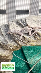 2.9K views · 28 reactions | Lizard Hitching Buddy that traveled from Florida to Kentucky in our van on the way back from Aquashella last year. He is loving the greenhouse and regular feedings of crickets. Are you keeping a lizard? TANK ON! #lizard #lizards #greenhouse #greenhouses #hitchhiker | Dustin's Fishtanks | Facebook