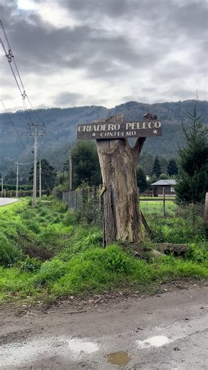 El vicecampoen: Acordes de Peleco Palton