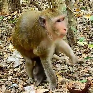 858K views · 6.2K reactions | Many Red Ant bites on private point baby Mandela, Mom Milta doesn't know about baby is getting painful #MonkeyPage | Monkey Page | Facebook