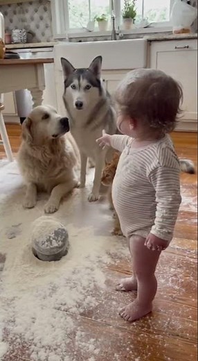 "Who did this?" Funny Baby Blames Dogs for Kitchen Mess!