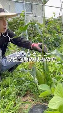 とうもろこしの収穫適期の見極め方